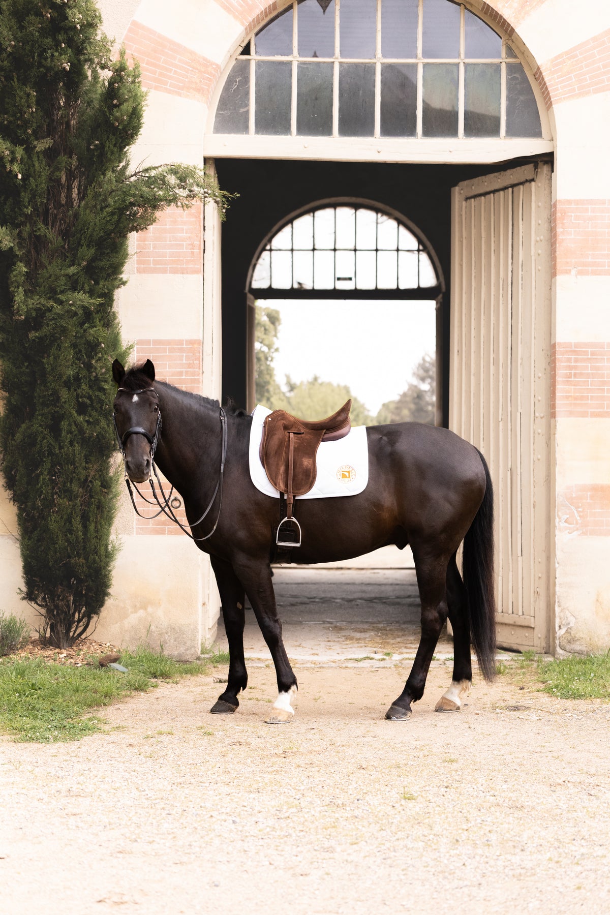 Dressage Saddle Pad