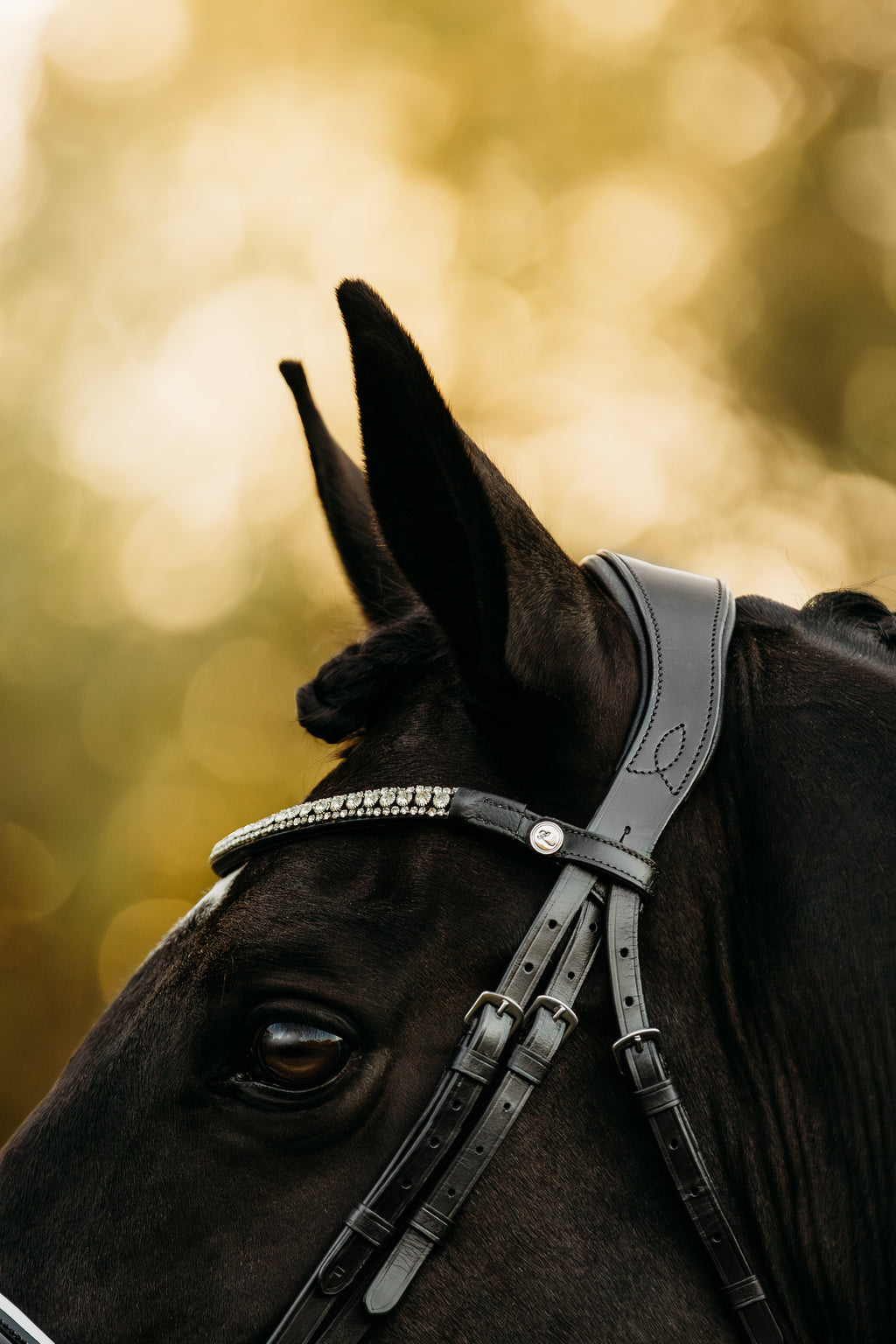Black horse wearing the Lumiere Adeline bridle crafted from premium leather with white gel-padded noseband and luxury crystal broowband, perfect for dressage, jumping and eventing.