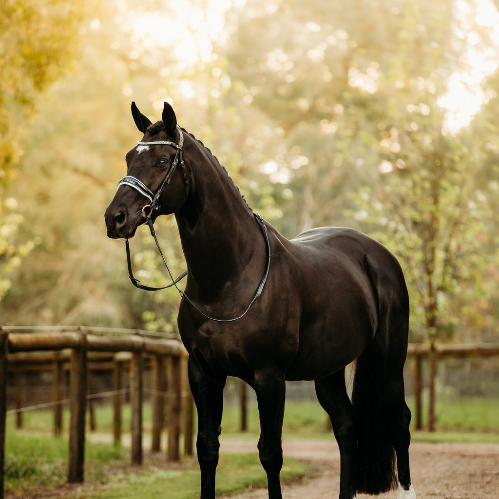 Black horse wearing a Lumiere Adeline bridle crafted from premium leather with white gel-padded noseband and luxury crystal browband, perfect for dressage, jumping and eventing.
