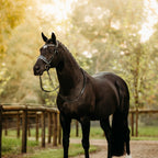 Black horse wearing a Lumiere Adeline bridle crafted from premium leather with white gel-padded noseband and luxury crystal browband, perfect for dressage, jumping and eventing.