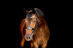 Brown horse wearing the Adeline Double Bridle crafted from black luxury leather, glossy black patent noseband gel-padded with white nappa leather - a three-row crystal browband — solitaire cut crystals framed by two rows of clear stones — against a black background