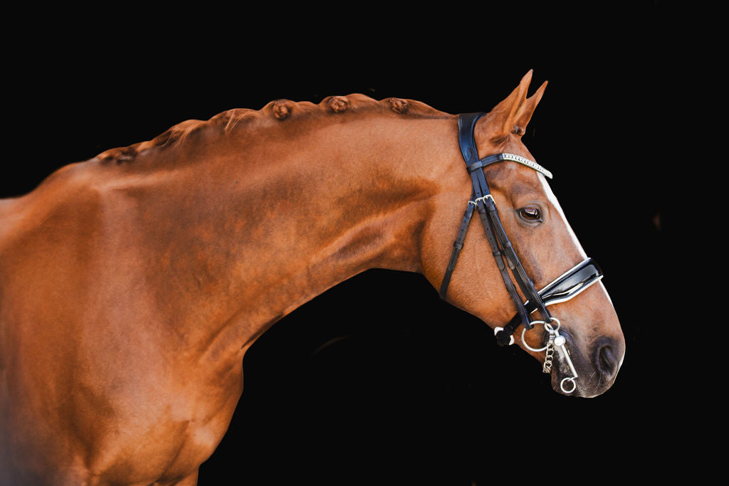 Side profile of a Brown horse wearing the Adeline Double Bridle crafted from black luxury leather, glossy black patent noseband gel-padded with white nappa leather - a three-row crystal browband — solitaire cut crystals framed by two rows of clear stones — against a black background