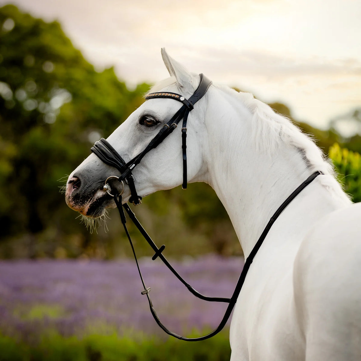 A white horse in profile wearing the Lumiere Ariana snaffle bridle - cavesson variant, standing in an outdoor field with blurred green trees and lavender field in the background.