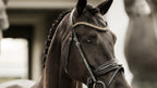 close up Image of a dark brown horse wearing the Lumiere Ariana snaffle bridle - Hanoverian variant