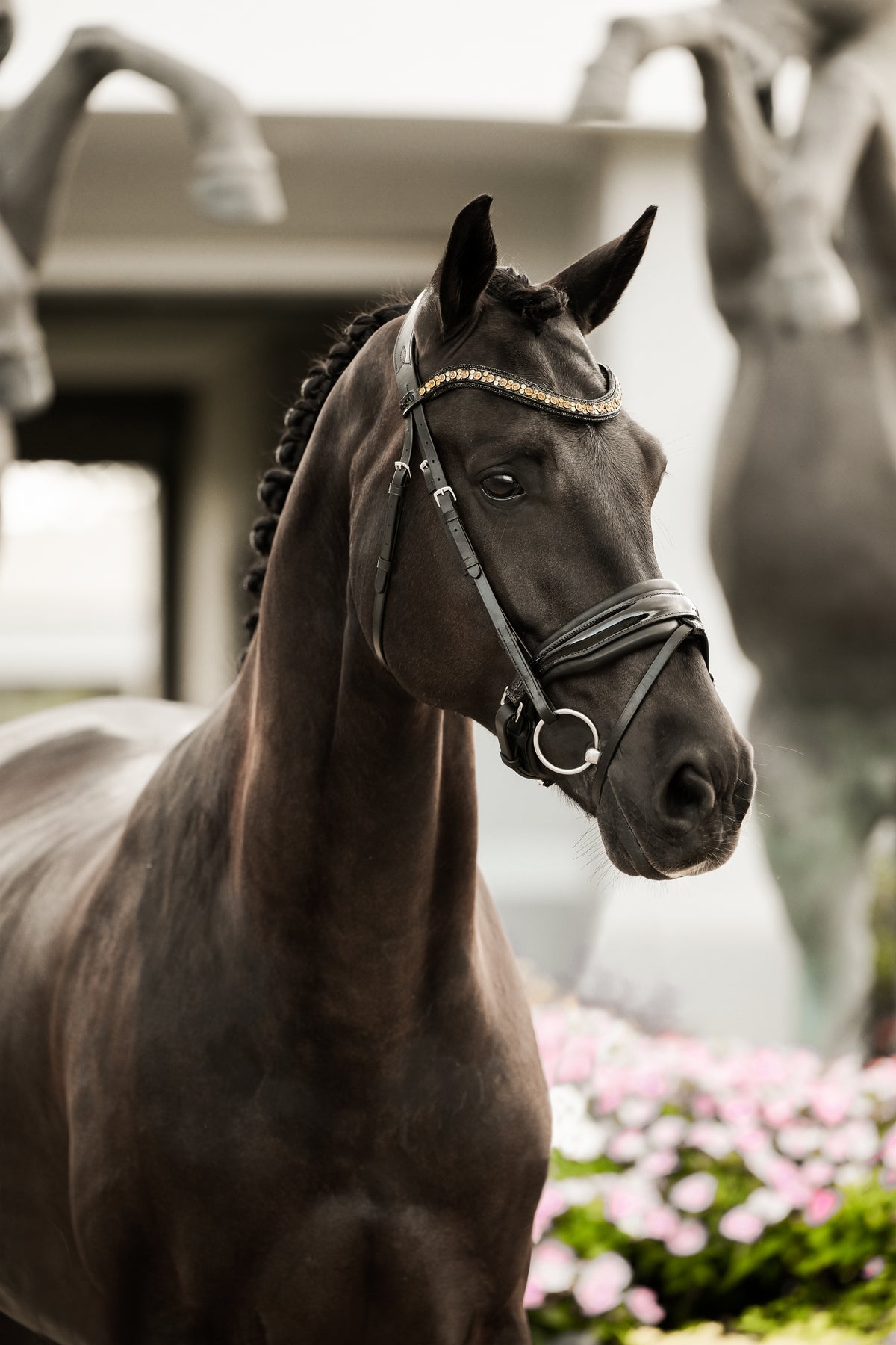 Image of a dark brown horse wearing the Lumiere Ariana snaffle bridle - Hanoverian variant