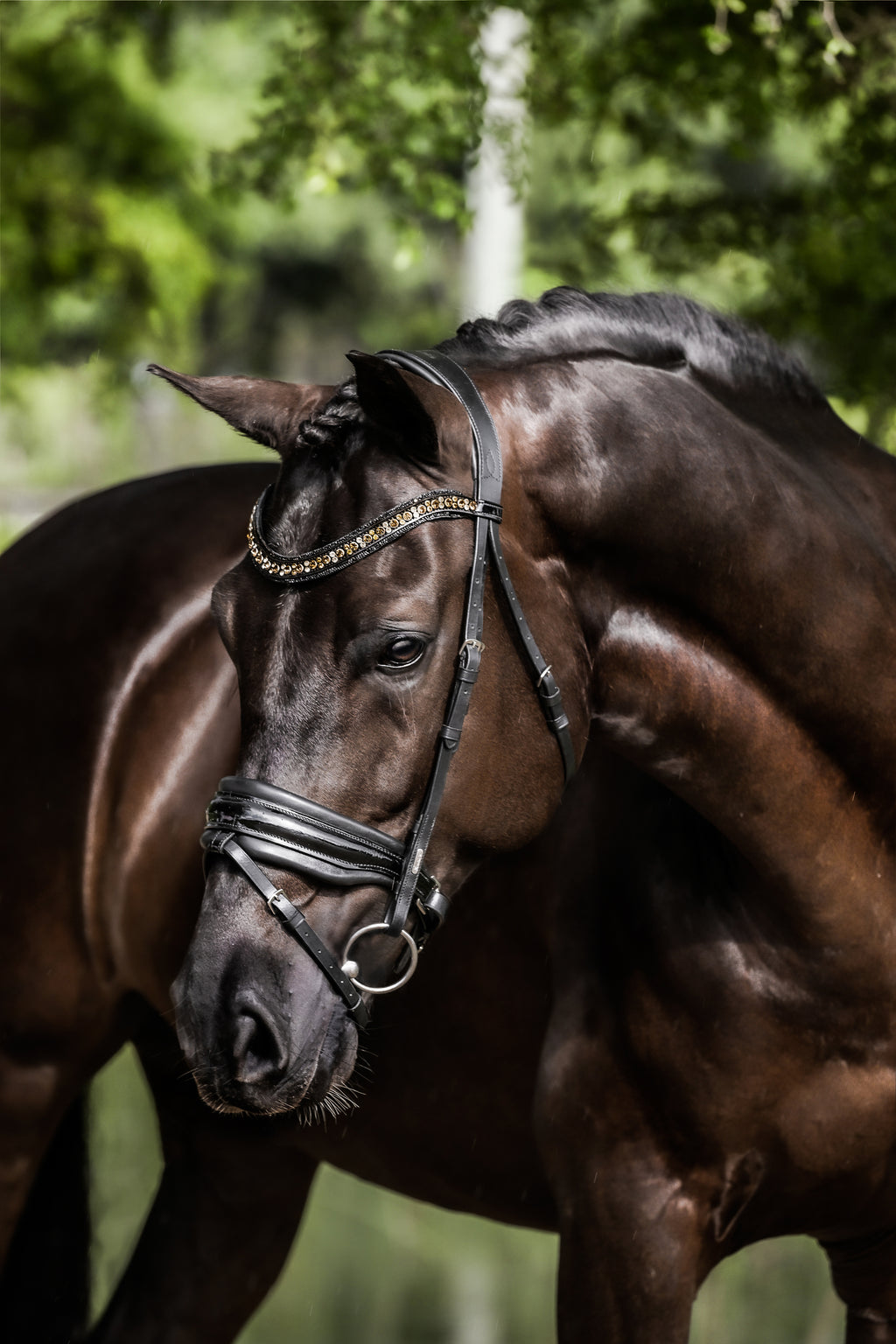 Image of a dark brown horse wearing the Lumiere Ariana snaffle bridle - Hanoverian variant