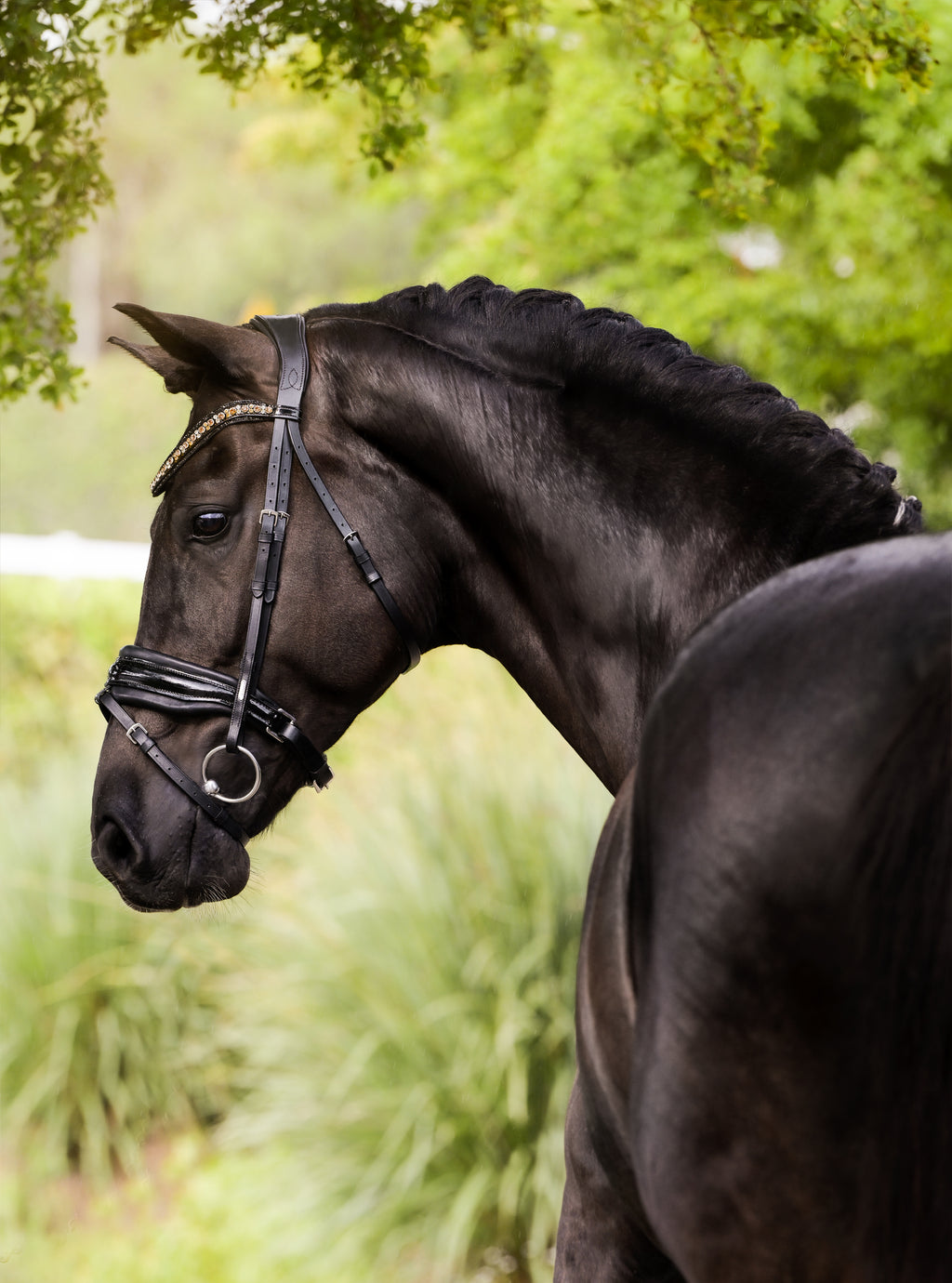 rear view Image of a dark brown horse wearing the Lumiere Ariana snaffle bridle - Hanoverian variant - nature background