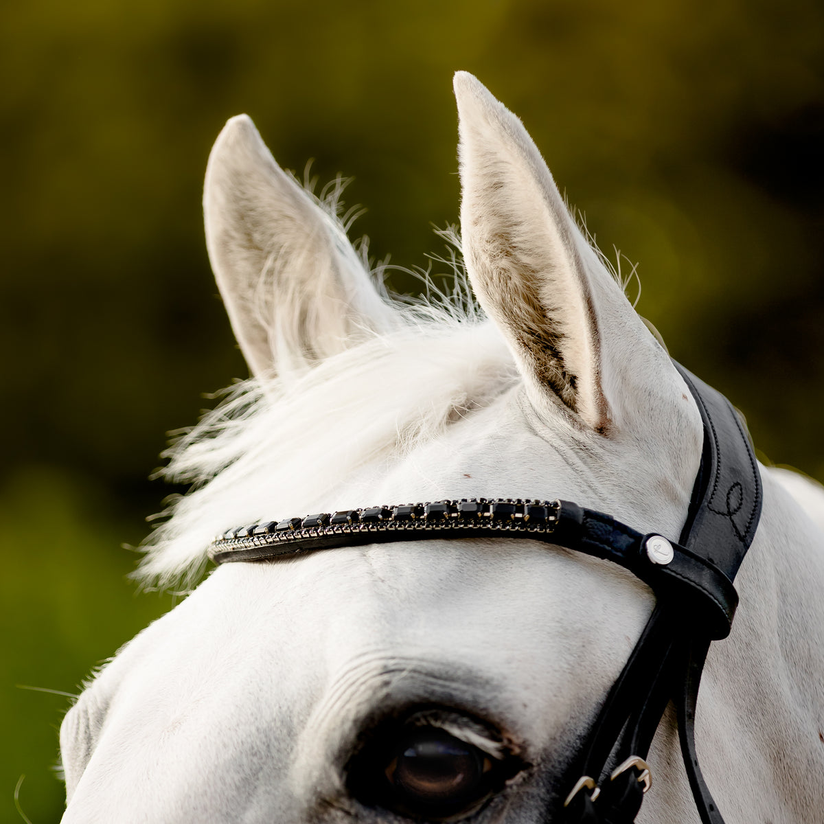 A close-up  of a white  horse head wearing the Lumiere Audrey bridle crafted from premium leather with deep-drop black solitaire crystal browband, gel-padded anatomic headpiece, blurred background.