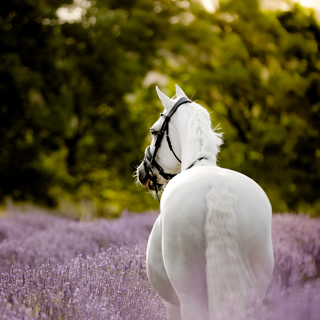 A white horse wearing the Lumiere Audrey bridle crafted from premium leather with deep-drop black solitaire crystal browband, gel-padded anatomic headpiece and gel-padded Hanoverian noseband standing in profile in a field of purple lavender with a soft-focus green forest background.