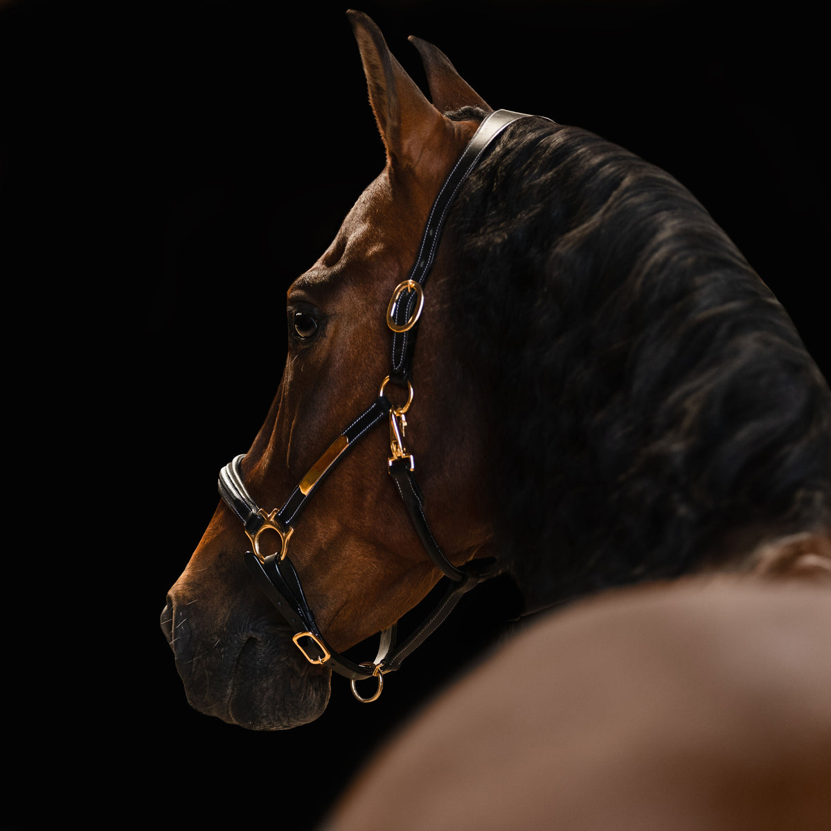 Back view of a Bai horse wearing the Lumiere halter crafted from Premium leather with Gel-padded anatomic headpiece and contrast white stitching  on a black background
