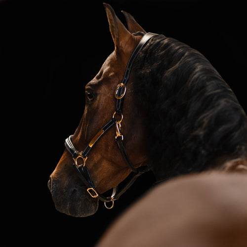 Back view of a Bai horse wearing the Lumiere halter crafted from Premium leather with Gel-padded anatomic headpiece and contrast white stitching  on a black background