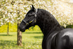 A black horse in profile wearing the Lumiere halter crafted from Premium leather with Gel-padded anatomic headpiece and contrast white stitching, standing outdoors in a sunlit park with blurred green grass and white blossoms in the background.