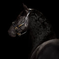 Back view of a black horse wearing the Lumiere halter crafted from Premium leather with Gel-padded anatomic headpiece and contrast white stitching  on a dark background
