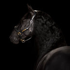 Back view of a black horse wearing the Lumiere halter crafted from Premium leather with Gel-padded anatomic headpiece and contrast white stitching  on a dark background