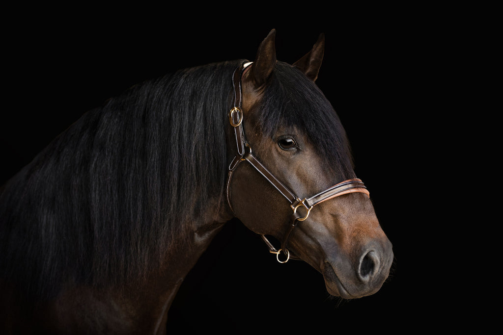 Bai horse wearing the Lumiere halter crafted from Premium leather with Gel-padded anatomic headpiece and contrast white stitching  on a dark background