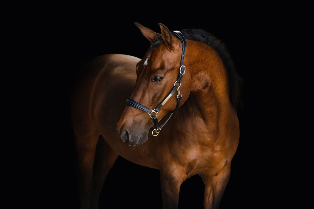 Bai horse wearing the Lumiere halter crafted from Premium leather with Gel-padded anatomic headpiece and contrast white stitching  on a dark background