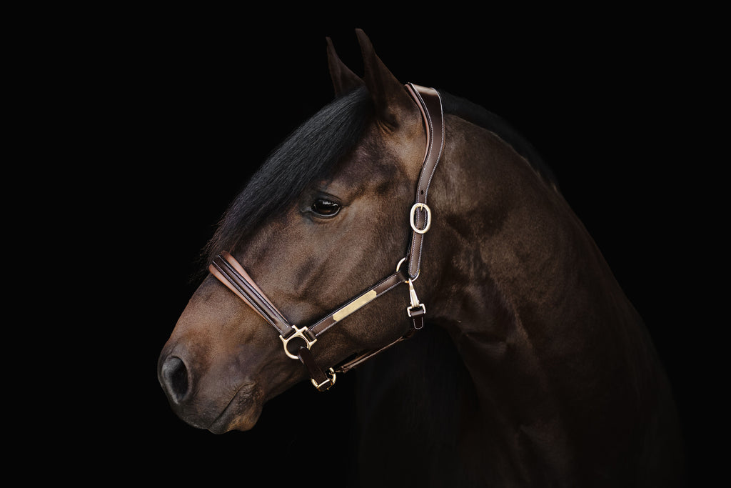Horse head wearing the Lumiere halter crafted from Premium leather with Gel-padded anatomic headpiece and contrast white stitching  on a black background