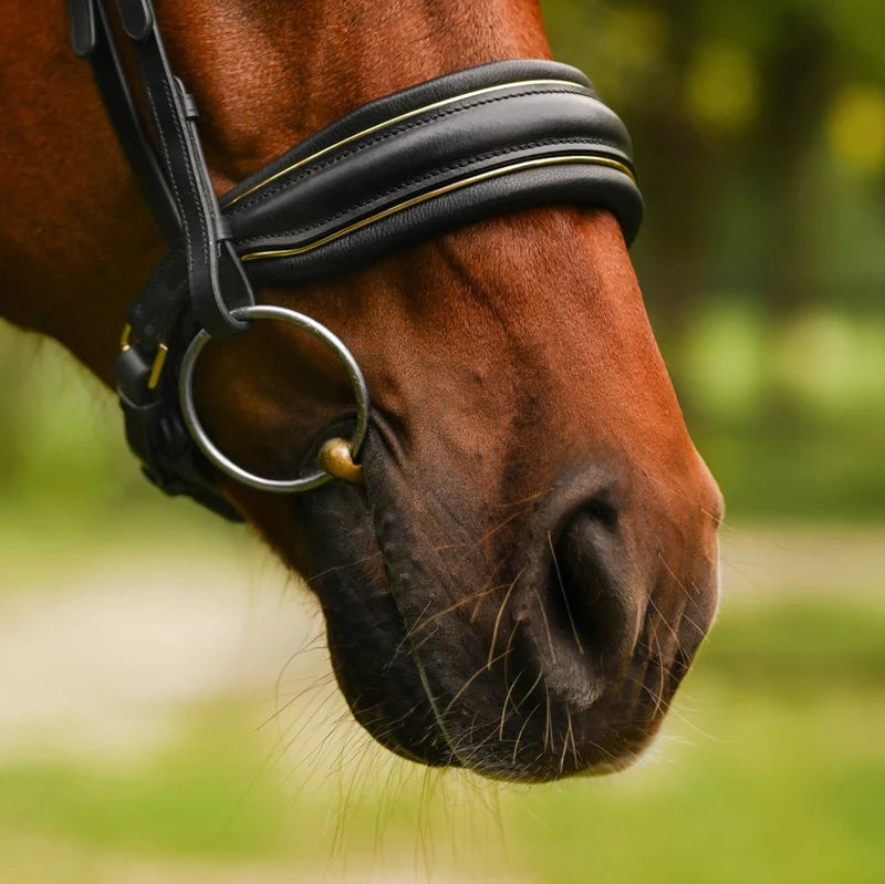 Close-up of a horse's head with a Lumiere Delta snaffle bridle noseband with gold pipping in a natural setting