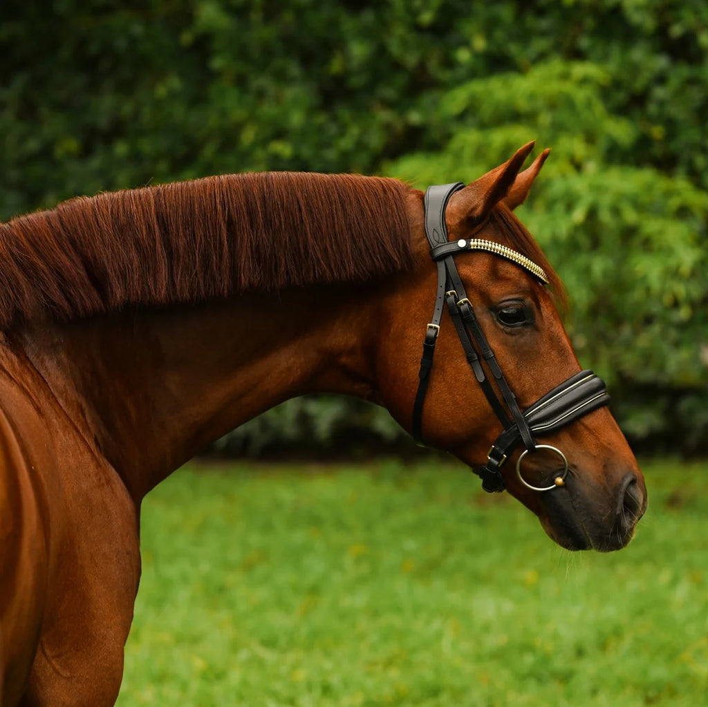 Chestnut horse with the Lumiere Delta snaffle bridle, cavesson variant, standing in a grassy field with greenery in the background