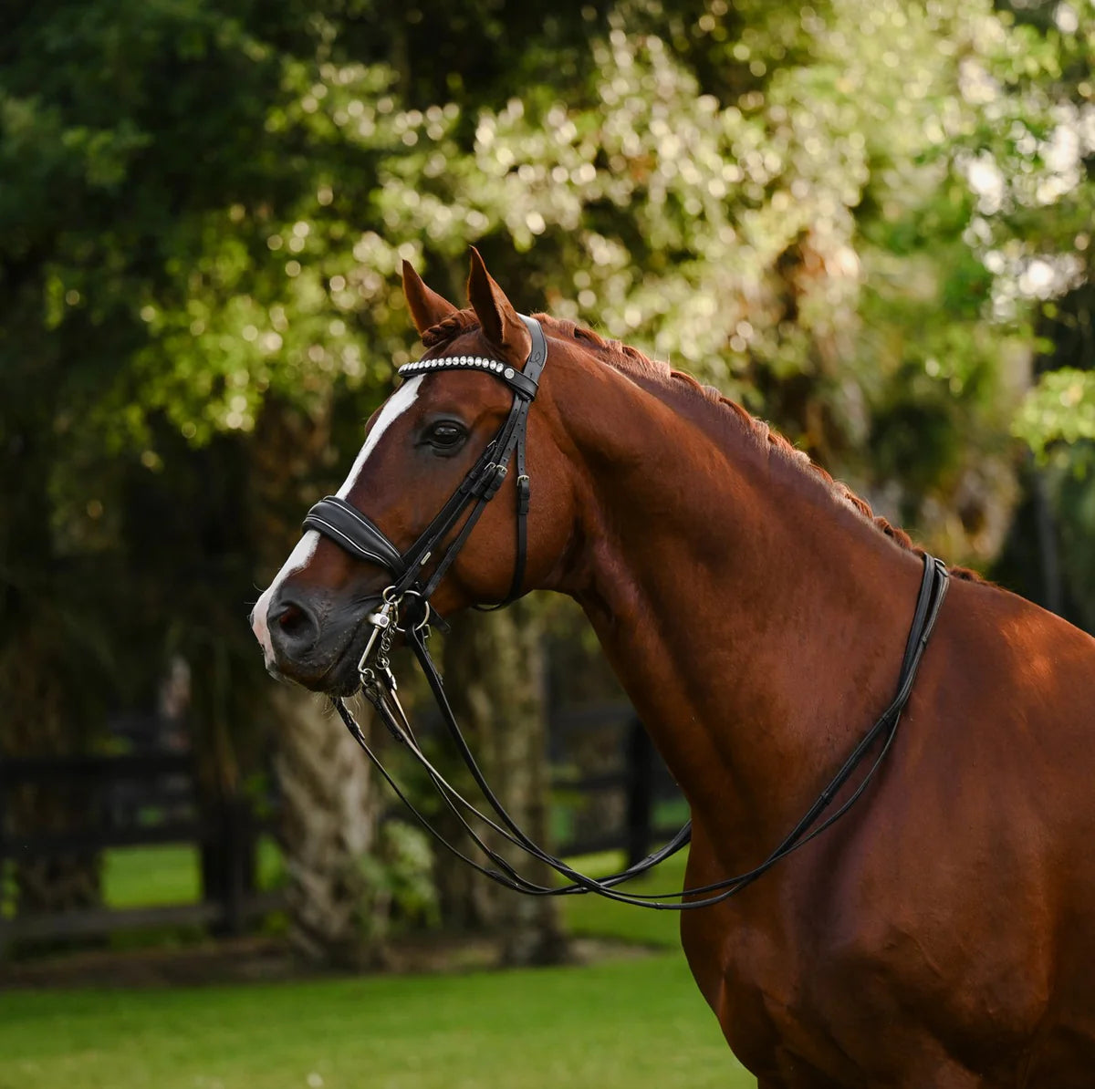Lumiere Diva leather double bridle  on a chestnut horse with forest background
