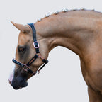 Horse wearing the Lumiere Hollywood halter crafted from luxurious gel-padded rose gold nappa leather with premium rose gold fittings on a plain background