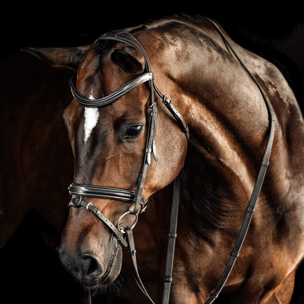 Brown horse wearing a black Lumiere Milan convertible snaffle bridle against a dark background