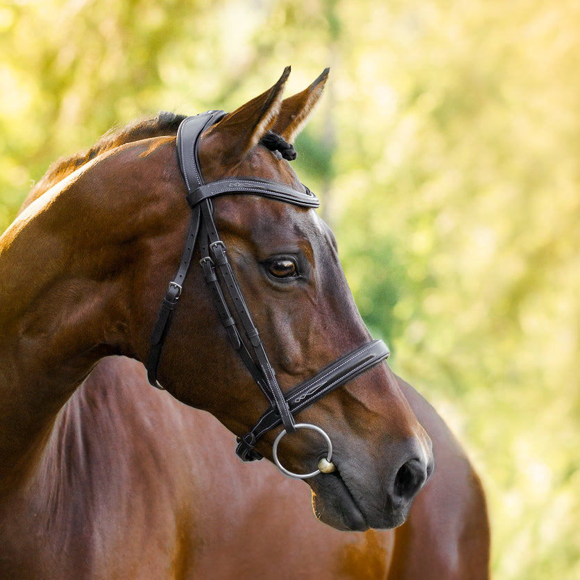 Brown horse wearing a Lumiere Milan convertible bridle with a blurred green background
