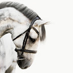 White horse with a black Lumiere Milan convertible snaffle bridle on a white background