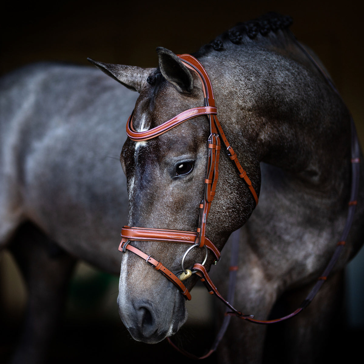 Horse wearing a Havana Lumiere Milan convertible snaffle bridle against a dark background