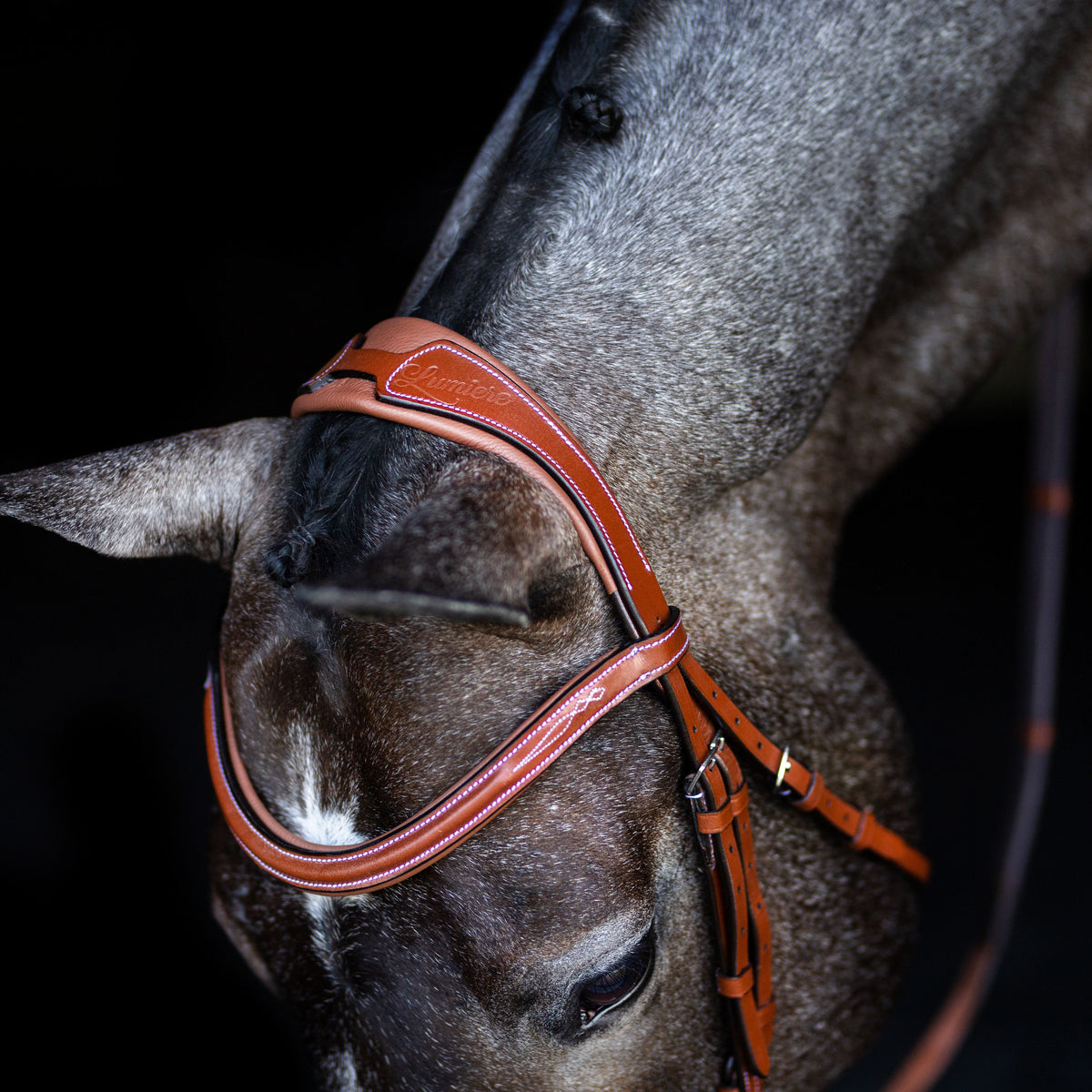 Gray horse wearing a Lumiere Milan convertible Havana leather snaffle bridle, closeup to the headpiece and browband