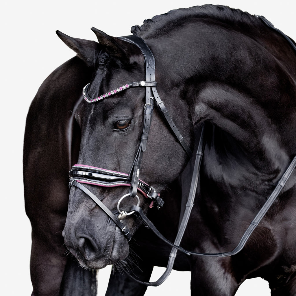 Close-up of a black horse wearing a Lumiere Paloma Hanoverian bridle on a white background