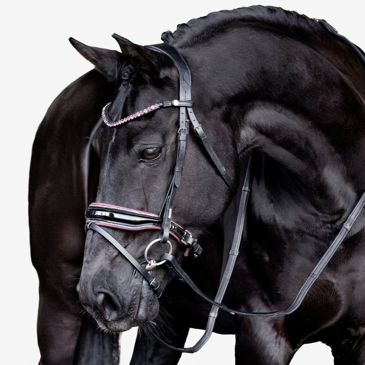 Close-up of a black horse wearing a Lumiere Paloma Hanoverian bridle on a white background