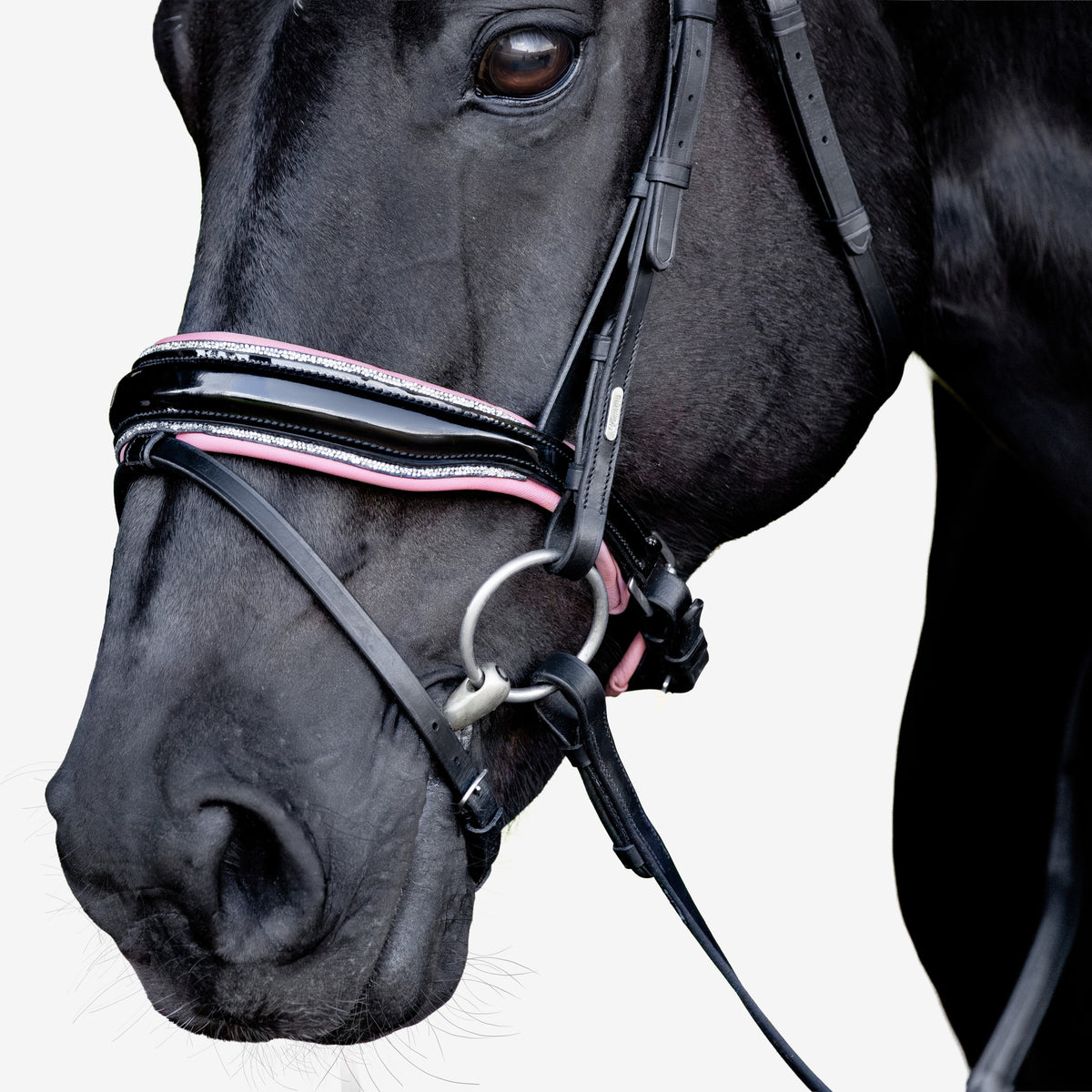 Close-up of a black horse wearing a Lumiere Paloma Hanoverian bridle on a white background