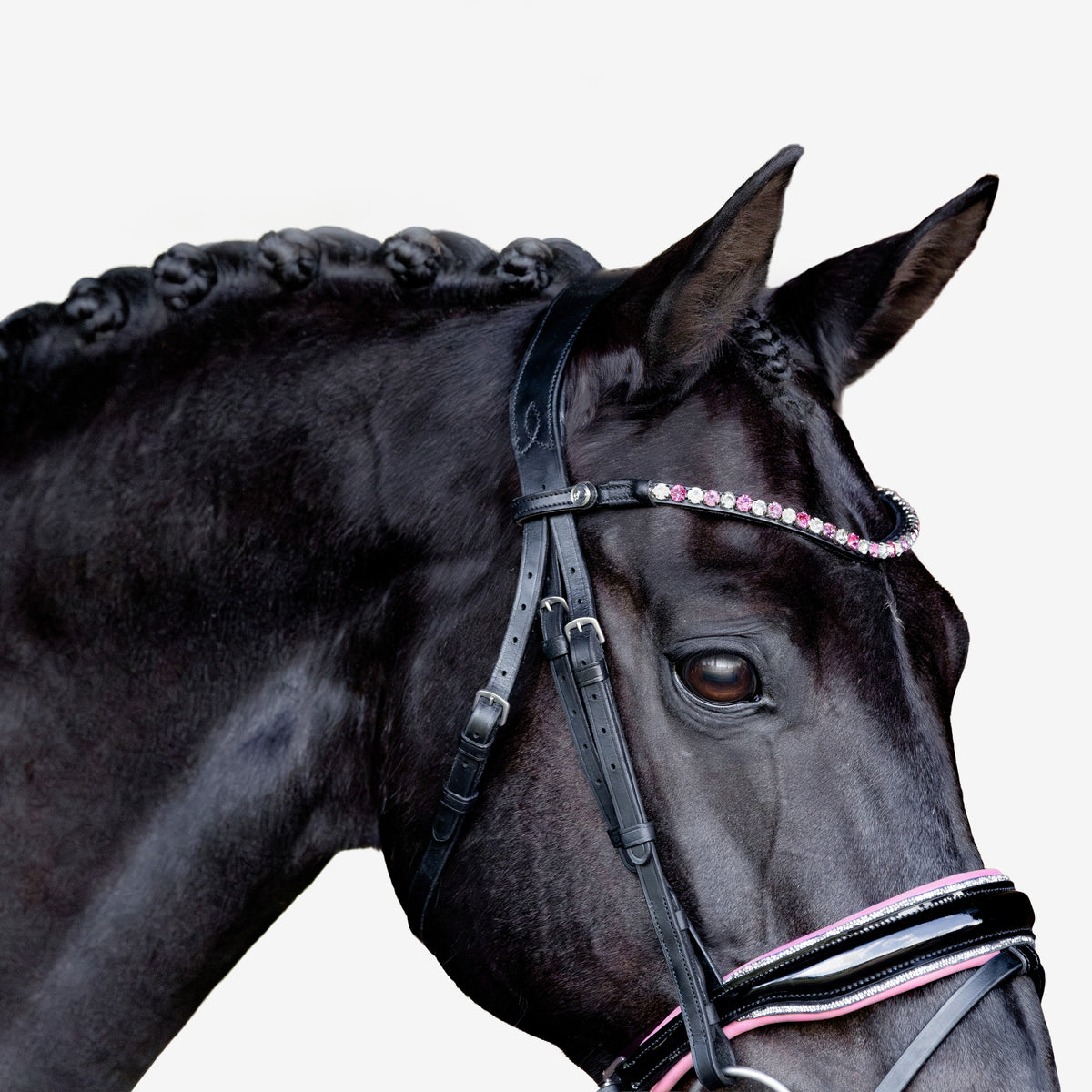 Close-up of a black horse wearing a Lumiere Paloma Hanoverian bridle on a white background