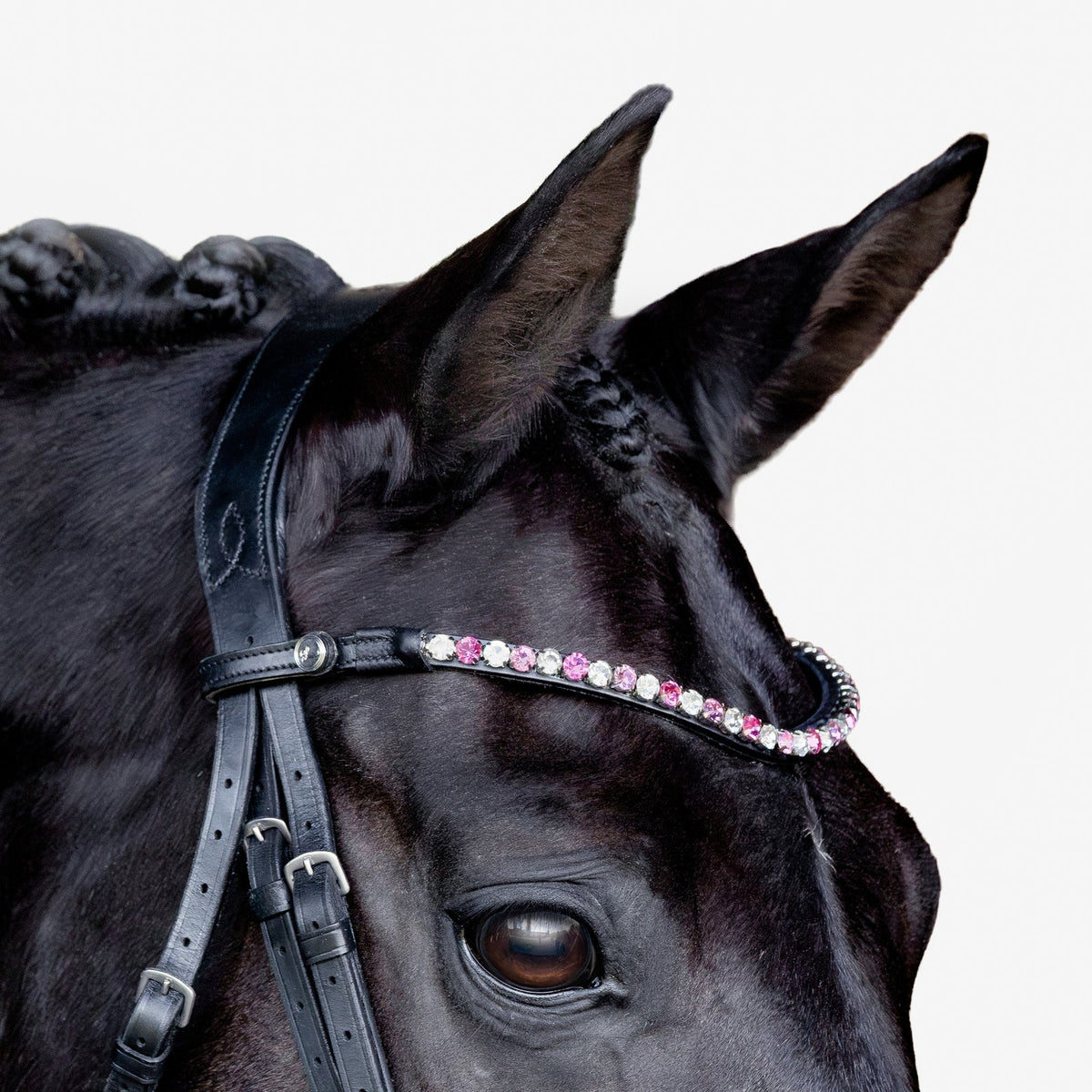 Closeup of a black horse head wearing  The Paloma browband featuring Austrian stellux crystals that alternates a pattern of soft pink, clear and watermelon pink creating the perfect pink tone.