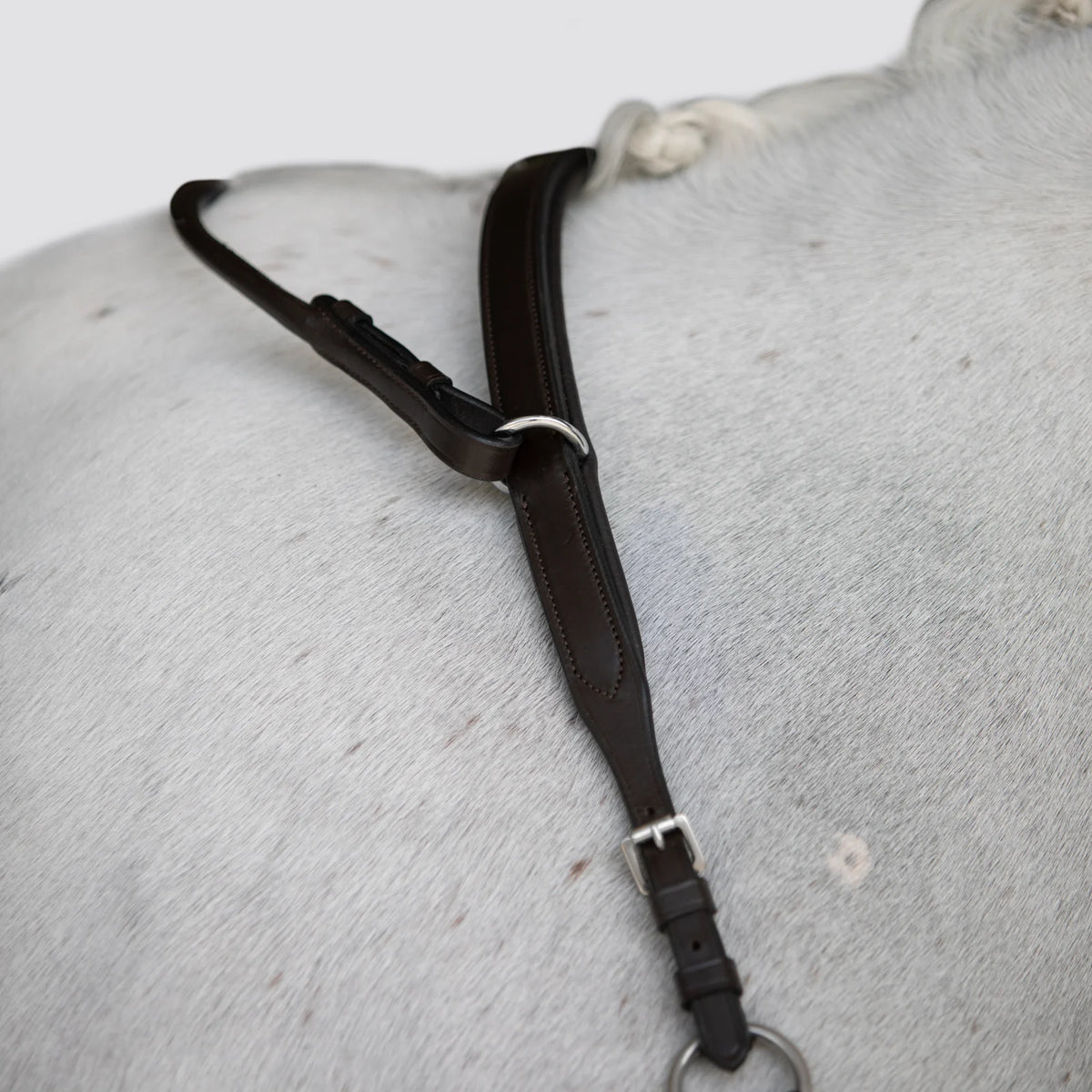Close-up of a white horse wearing the Lumiere Parker bridge breastplate 