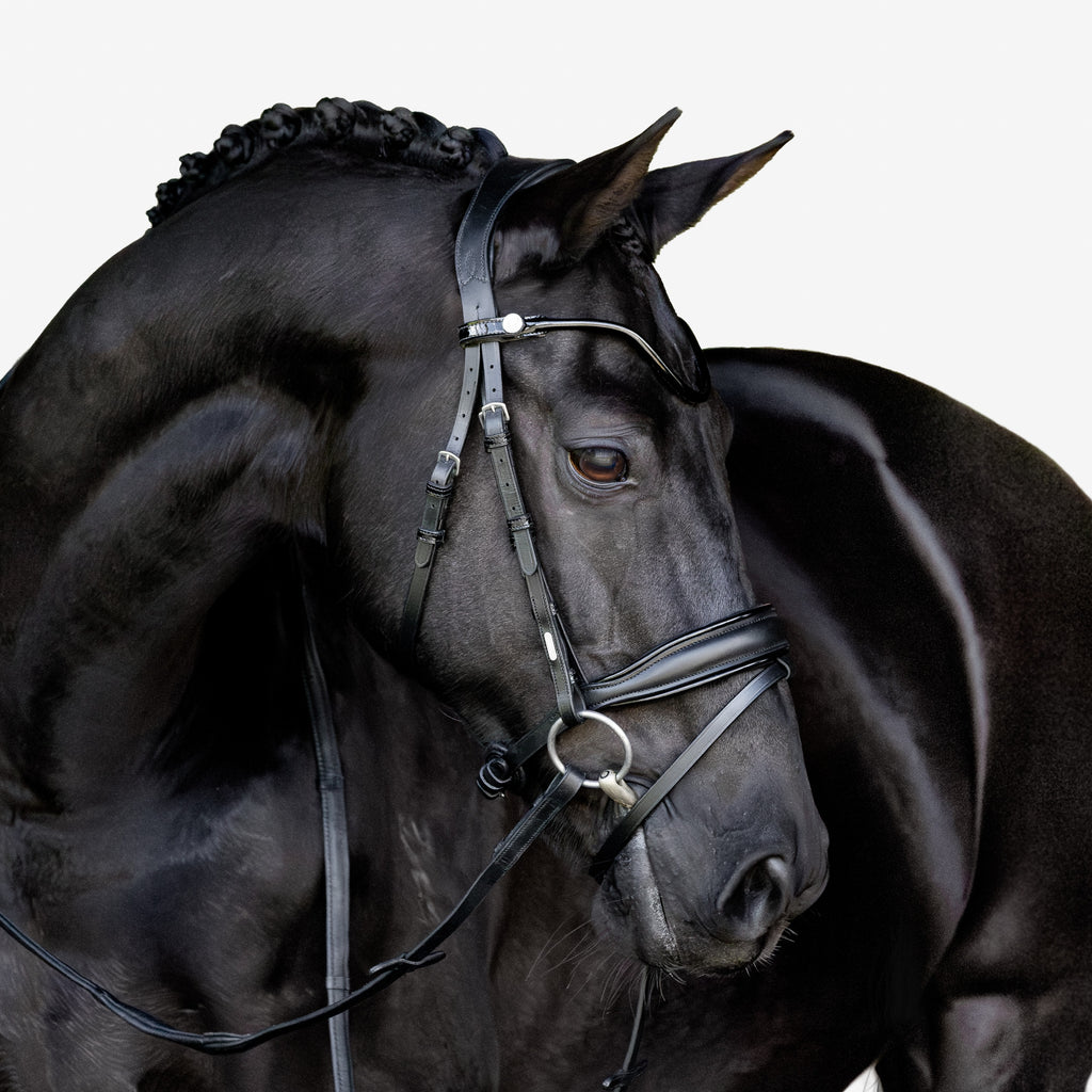 Black horse wearing the Lumiere Penny Snaffle Bridle, Hanoverian variant, on a white background