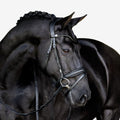 Black horse wearing the Lumiere Penny Snaffle Bridle, Hanoverian variant, on a white background