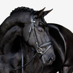 Black horse wearing the Lumiere Penny Snaffle Bridle, Hanoverian variant, on a white background