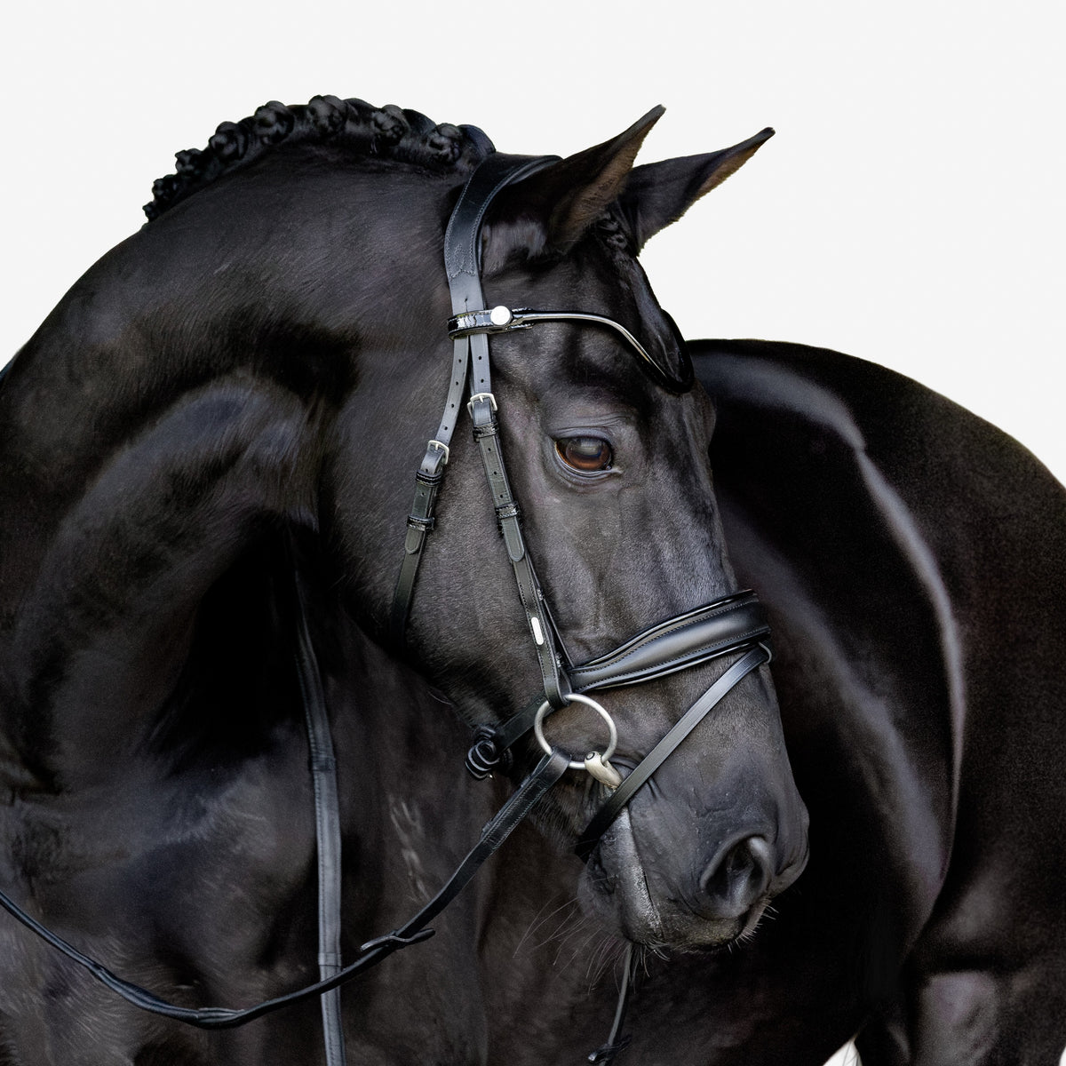 Black horse wearing the Lumiere Penny Snaffle Bridle, Hanoverian variant, on a white background