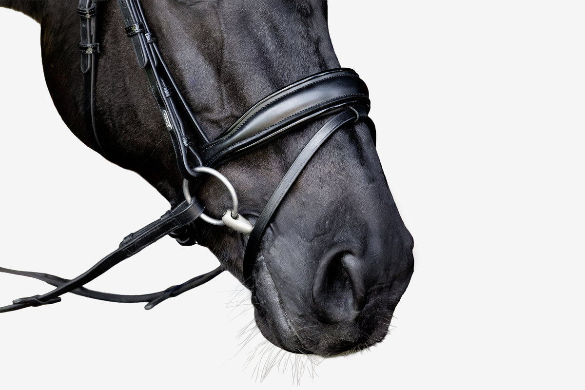 Close-up of a horse's head wearing the noseband of the Lumiere Penny snaffle bridle, Hanoverian variant, on a white background