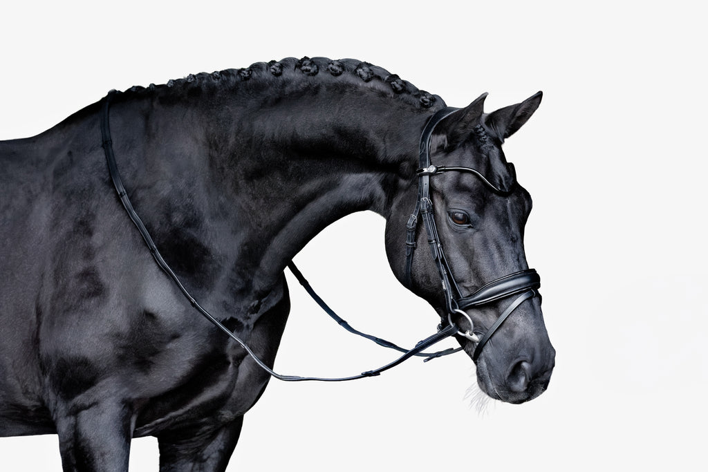 Beautiful black horse wearing the Lumiere Penny snaffle bridle, Hanoverian variant, on a white background