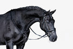 Beautiful black horse wearing the Lumiere Penny snaffle bridle, Hanoverian variant, on a white background