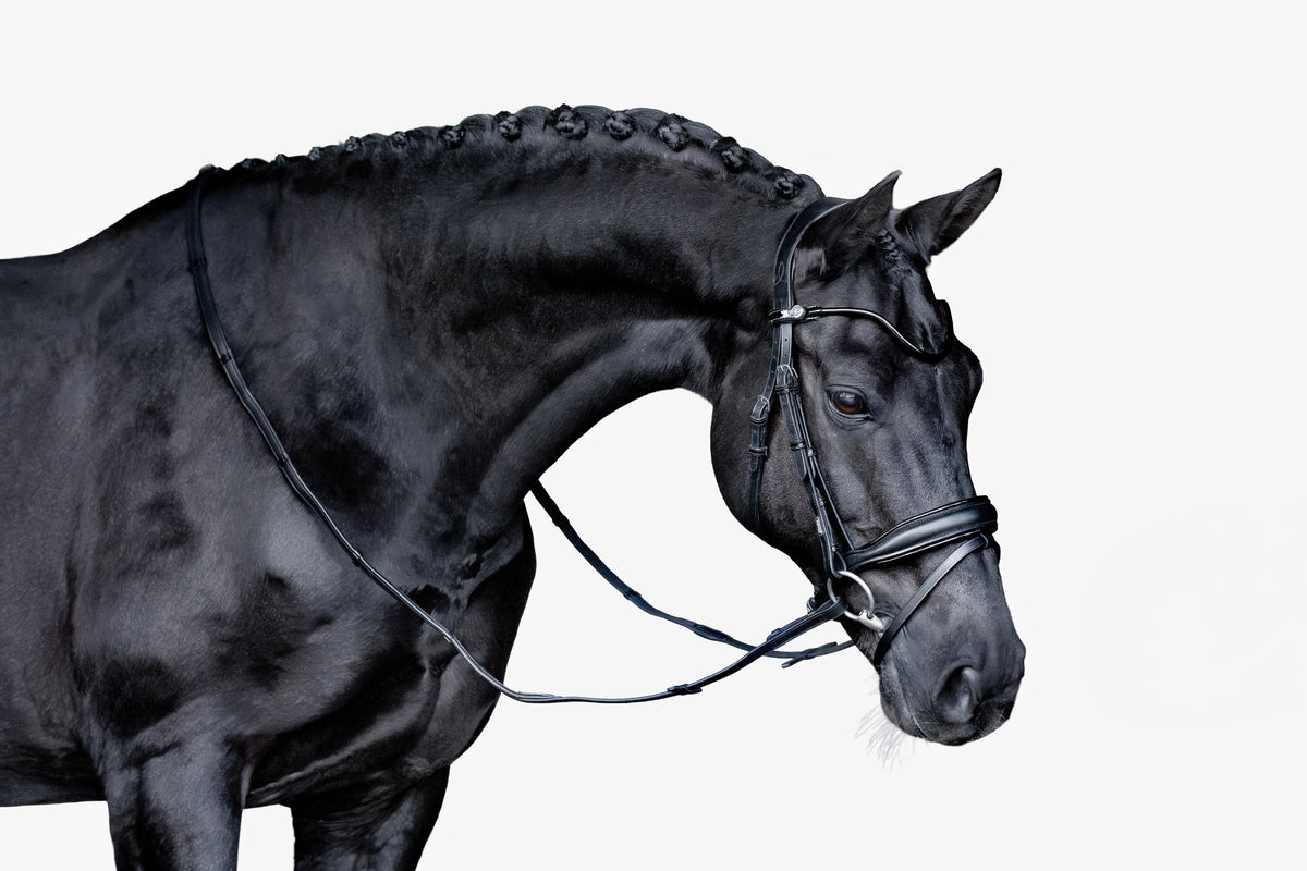 Beautiful black horse wearing the Lumiere Penny snaffle bridle, Hanoverian variant, on a white background