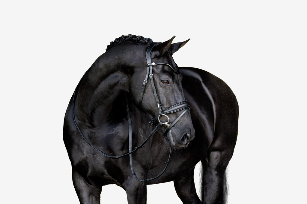 A beautiful black horse wearing the Lumiere Penny snaffle bridle, Hanoverian variant, on a white background