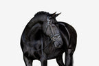 A beautiful black horse wearing the Lumiere Penny snaffle bridle, Hanoverian variant, on a white background