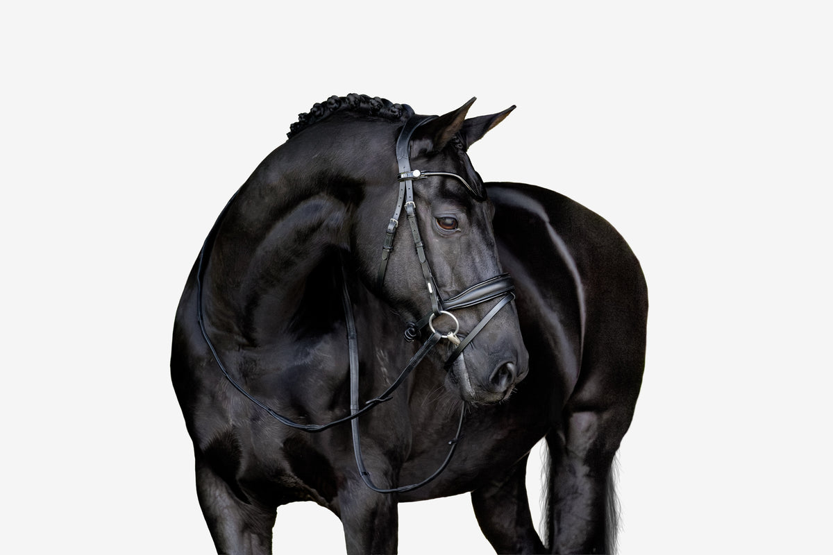 A beautiful black horse wearing the Lumiere Penny snaffle bridle, Hanoverian variant, on a white background