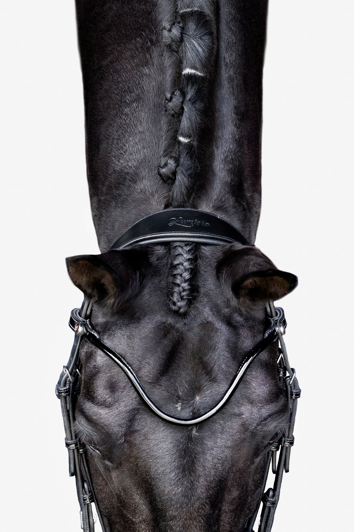 Close-up of a horse's head wearing the Lumiere Penny snaffle bridle, Hanoverian variant, on a white background