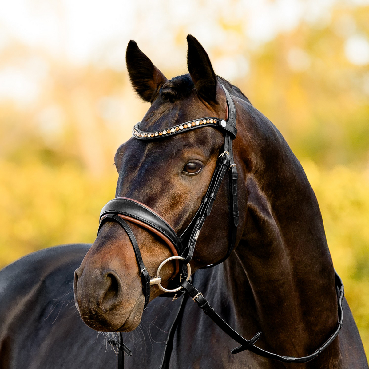 Bai horse wearing the Lumiere Pippa Hanoverian bridle with a curved crystal browband handcrafted from Austrian stellux crystals in amber and clear tones, matched butter-soft premium leather gel-padded Hanoverian crank noseband and a gel-padded anatomic monocrown headpiece, green blurred background.
