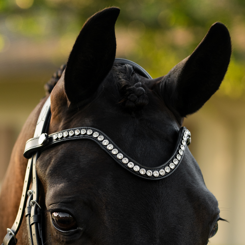 Horse wearing a black leather Lumiere Saphira browband,  with a blurred natural background